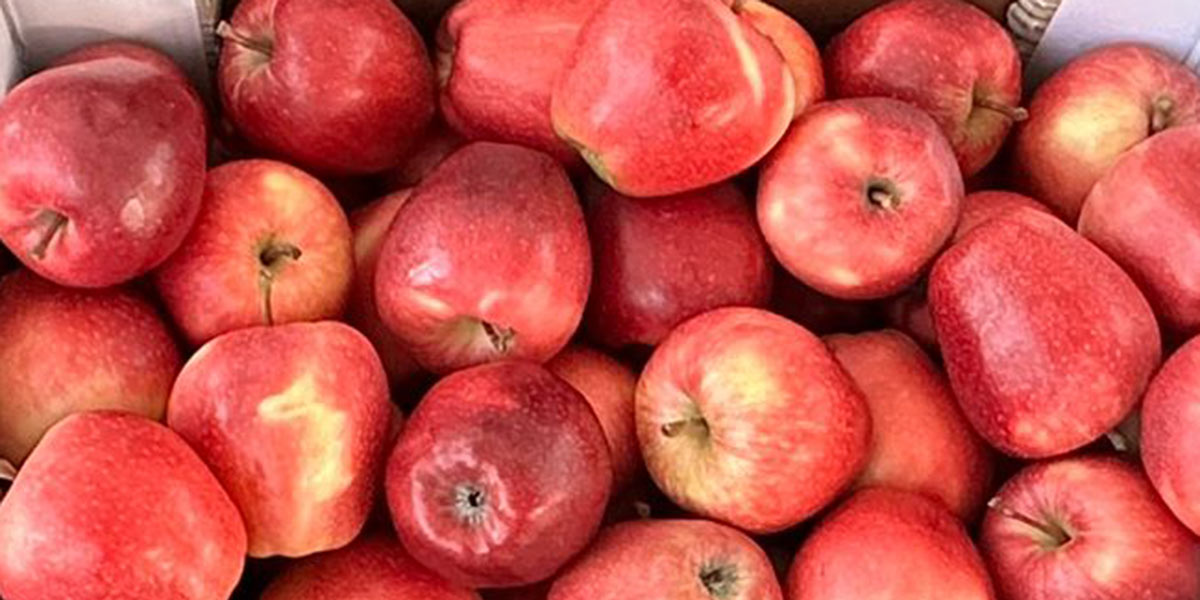 Arriva in distribuzione «Piemla, la mela del Piemonte»